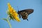 Pipevine Swallowtail butterfly