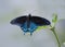 Pipevine Swallowtail Butterfly