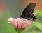 Pipevine Swallowtail Butterfly