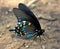 Pipevine Swallowtail Butterfly Close-up