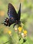 Pipevine Swallowtail Butterfly on a Flower