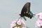 Pipevine Swallowtail butterfly on pink Phlox blooms