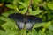 Pipevine Swallowtail Butterfly on a Plant