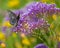 Pipevine Swallowtail Butterfly on Purple Nectar Flowers in Arizona Desert #3