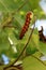 Pipevine swallowtail catepillar on a Dutchman`s vine