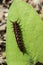 Pipevine Swallowtail Caterpillar