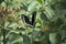 Pipevine Swallowtail In Flight Near the Flowers of a Firebush in a Southern Florida Garden