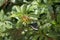 Pipevine Swallowtail In Flight Near a Scarlet Firebush in a Southern Florida Garden