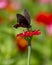 Pipevine Swallowtail on Red Zinnia