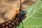 Pipevine Swallowtailm Battus philenor, caterpillar in defensive posure