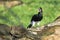 Piping hornbill