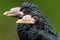 Piping Hornbill - Bycanistes fistulator