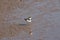 Piping Plover