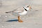 Piping Plover