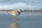 Piping Plover