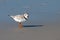 Piping Plover