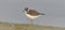 The Piping Plover on the beach