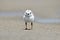 Piping Plover Chick