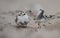 Piping Plover Chick on the Beach