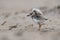 Piping Plover Chick on the Beach