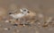 Piping Plover in New Jersey