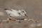 Piping Plover in New Jersey