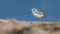 Piping Plover in New Jersey