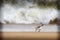 Piping plover on shore with waves beak isolated sand beach