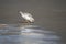 Piping Plover shorebird on the Atlantic ocean beach on Hilton Head Island, South Carolina, USA