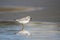 Piping Plover shorebird on the Atlantic ocean beach on Hilton Head Island, South Carolina, USA