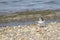 Piping Plover by Water`s Edge