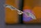 Pipistrelle bat on colorful background