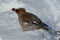 The Pipit, or common Pipit Bombycilla garrulus sits in the snow and feeds on winter berries.