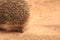 PIPPO, THE LITTLE HEDGEHOG LOOKING FOR INSECTS 8 7 6 5 43 2
