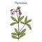 Pipsissewa Chimaphila umbellata , medicinal plant.