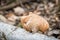 Piptoporus betulinus - woodsfailing, edible, healthful mushroom