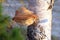 Piptoporus betulinus. Young tinder fungus closeup