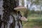 Piptoporus or bracket fungus or saprophytic fungi