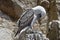 Piquero peruano Sula variegata perched preening on a rocky