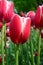 Pirand Emperor Tulips at Windmill Island Tulip Garden