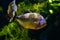 Piranha arnivorous fish in Monaco city tropical aquarium