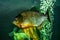 Piranha close-up isolated on green water background