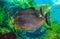Piranha closeup aquarium. close up on piranha fish