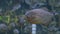 Piranha fish in huge aquarium