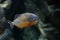 Piranha fish in image