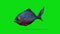 Piranha Fish Swimming Seamless Loop, Blue Screen Chromakey