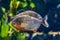 Piranha fish underwater close up portrait