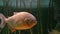 Piranha freshwater fish