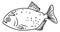 Piranha line art vector ,  aggressive fish line art