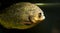 Piranha, pygocentrus nattereri closeup fish portrait